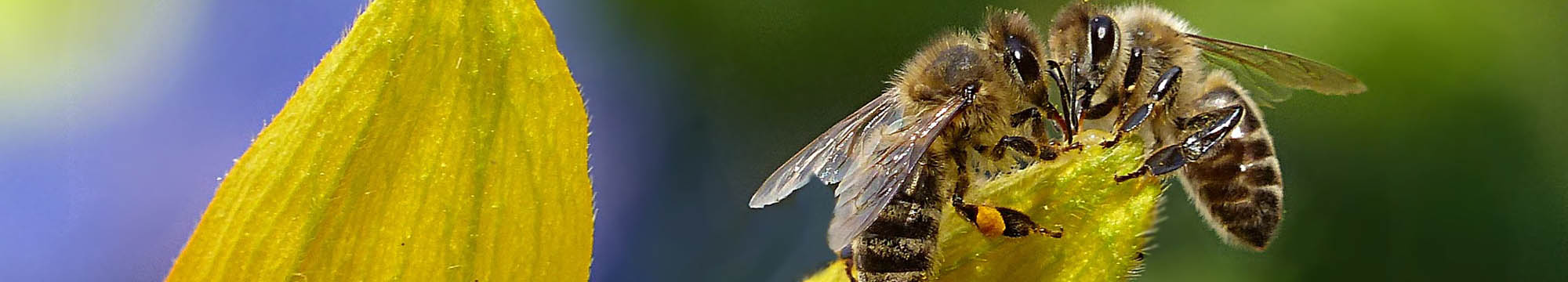 Sarum Bee Supplies Wiltshire worker bees