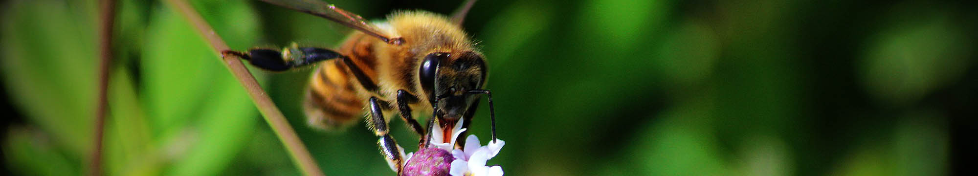 Sarum Bee Supplies Wiltshire worker bees