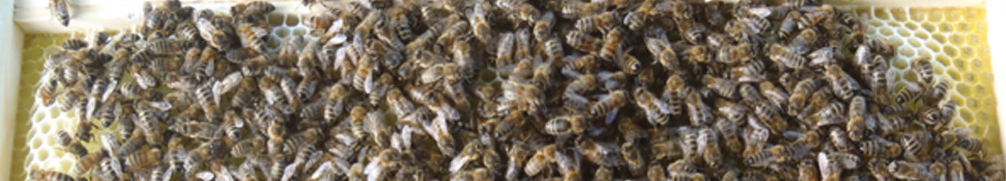 Sarum Bee Supplies Wiltshire worker bees