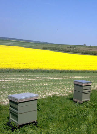 Sarum Bee Supplies Wiltshire