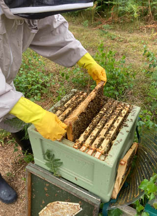 Sarum Bee Supplies Wiltshire